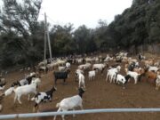 Investiguen irregularitats en una granja i descobreixen 264 plantes de marihuana al Vallès Oriental