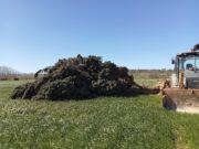 L’ emblemàtic xiprer de la Bisbal d’Empordà ha caigut i no es podrà replantar