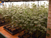 Un detingut a Fogars de la Selva per tenir 400 plantes de marihuana i un túnel que connectava amb la canonada d’aigua
